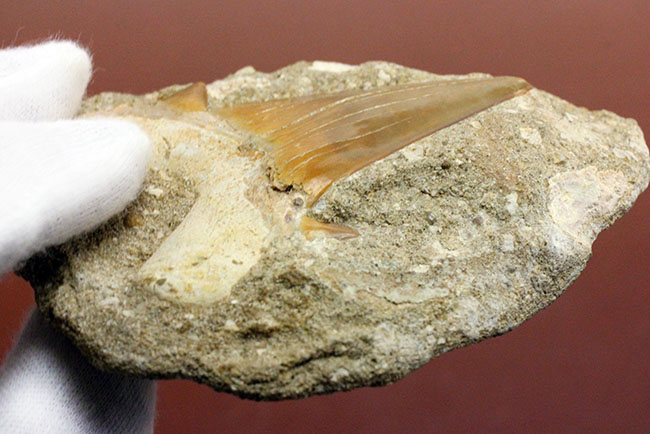 大きくかつ、上質！古代の絶滅肉食ザメ、オトダス（Otodus）歯化石。クリーニング標本としても最適。（その7）