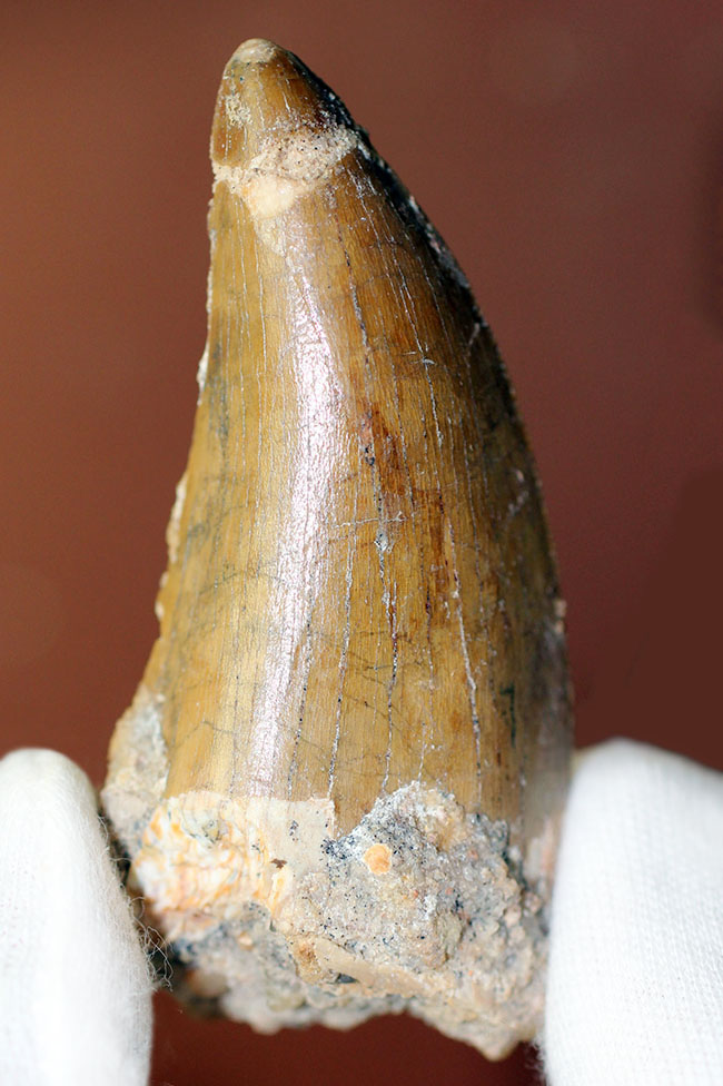 カルカロドントサウルス(Carcharodontosaurus)の歯化石らしくない分厚さが最大の特徴。美しいエナメル質とアウター側のセレーションにもご注目。(その1)