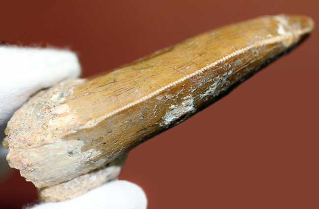 カルカロドントサウルス(Carcharodontosaurus)の歯化石らしくない分厚さが最大の特徴。美しいエナメル質とアウター側のセレーションにもご注目。(その11)
