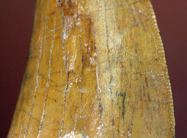カルカロドントサウルス(Carcharodontosaurus)の歯化石らしくない分厚さが最大の特徴。美しいエナメル質とアウター側のセレーションにもご注目。(その13)