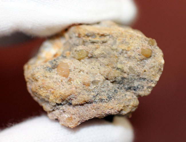 カルカロドントサウルス(Carcharodontosaurus)の歯化石らしくない分厚さが最大の特徴。美しいエナメル質とアウター側のセレーションにもご注目。(その14)