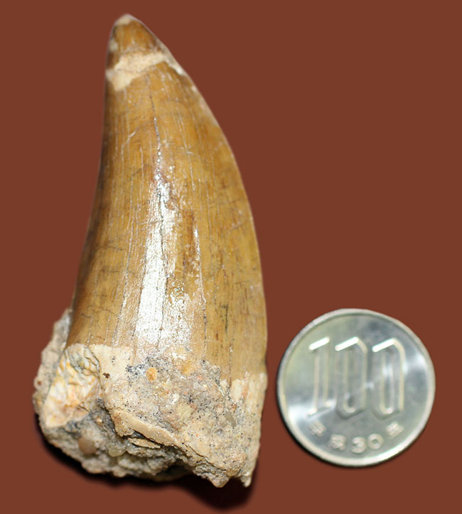 カルカロドントサウルス(Carcharodontosaurus)の歯化石らしくない分厚さが最大の特徴。美しいエナメル質とアウター側のセレーションにもご注目。(その15)