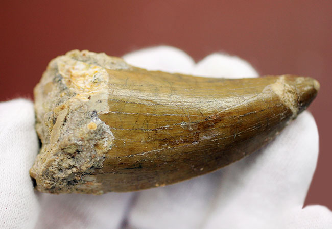 カルカロドントサウルス(Carcharodontosaurus)の歯化石らしくない分厚さが最大の特徴。美しいエナメル質とアウター側のセレーションにもご注目。(その3)