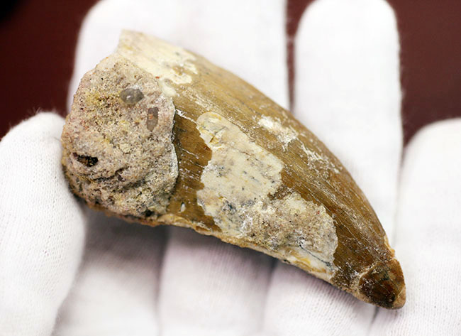 カルカロドントサウルス(Carcharodontosaurus)の歯化石らしくない分厚さが最大の特徴。美しいエナメル質とアウター側のセレーションにもご注目。(その5)