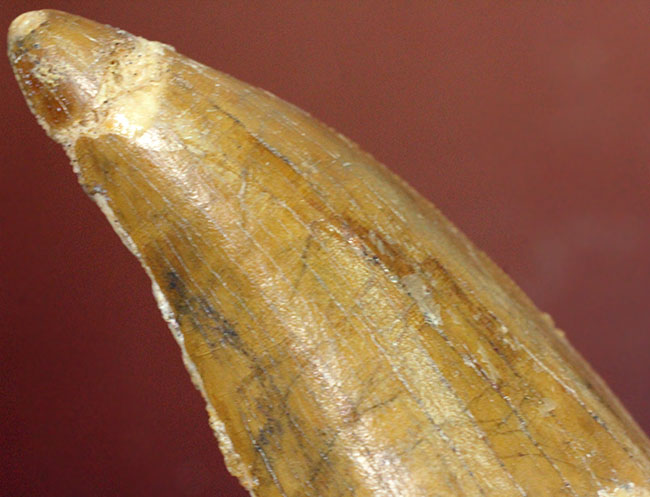 カルカロドントサウルス(Carcharodontosaurus)の歯化石らしくない分厚さが最大の特徴。美しいエナメル質とアウター側のセレーションにもご注目。(その6)