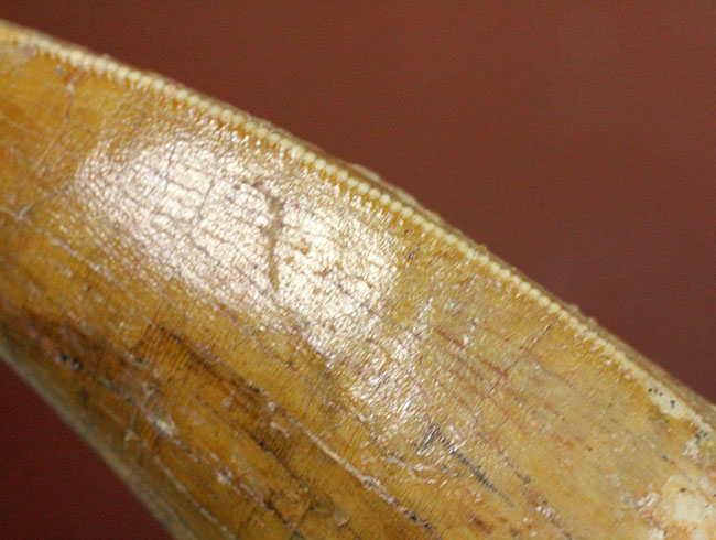 カルカロドントサウルス(Carcharodontosaurus)の歯化石らしくない分厚さが最大の特徴。美しいエナメル質とアウター側のセレーションにもご注目。(その9)