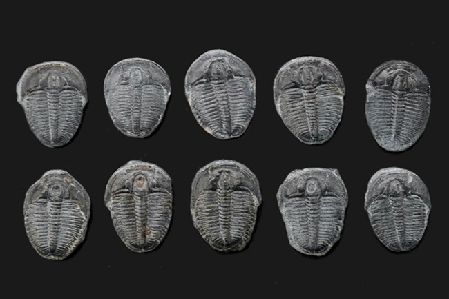 サービスプライス!最も名の知れた三葉虫の一つ、エルラシア・キンギ(Elrathia kingi)の10個セット(その1)