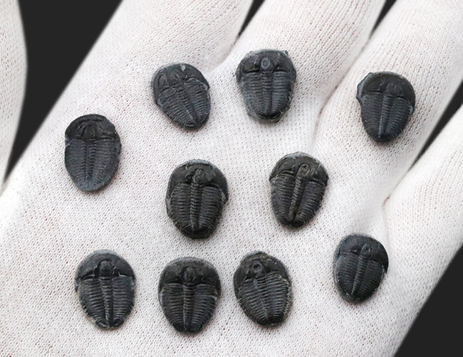 サービスプライス!最も名の知れた三葉虫の一つ、エルラシア・キンギ(Elrathia kingi)の10個セット(その2)