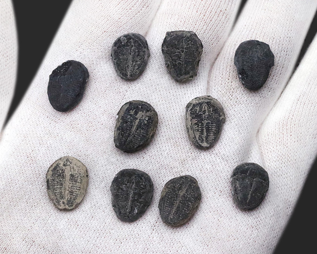 サービスプライス!最も名の知れた三葉虫の一つ、エルラシア・キンギ(Elrathia kingi)の10個セット(その5)