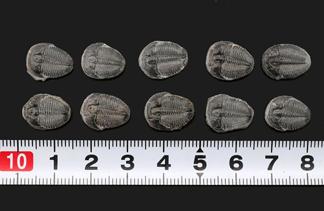 サービスプライス!最も名の知れた三葉虫の一つ、エルラシア・キンギ(Elrathia kingi)の10個セット(その6)