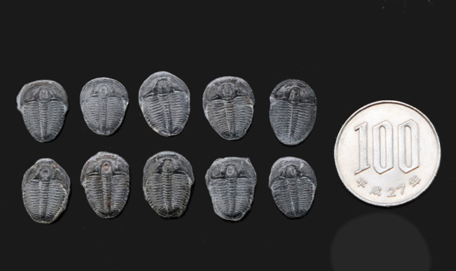 サービスプライス!最も名の知れた三葉虫の一つ、エルラシア・キンギ(Elrathia kingi)の10個セット(その7)