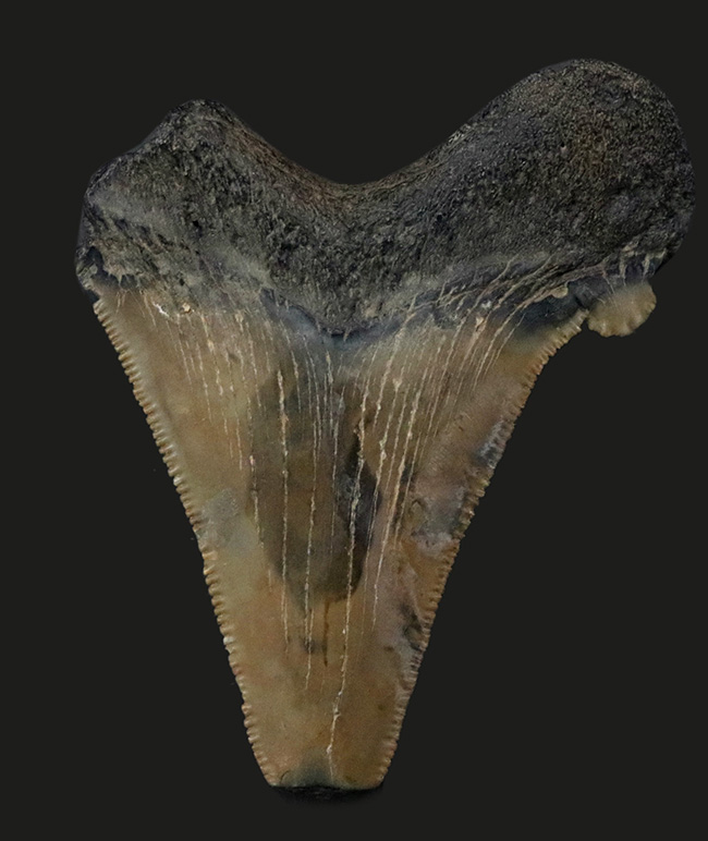 副歯が残された面白いメガロドンの歯化石。フロリダ州産（その1）