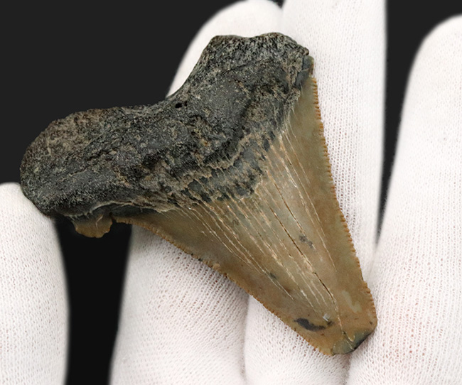 副歯が残された面白いメガロドンの歯化石。フロリダ州産（その2）