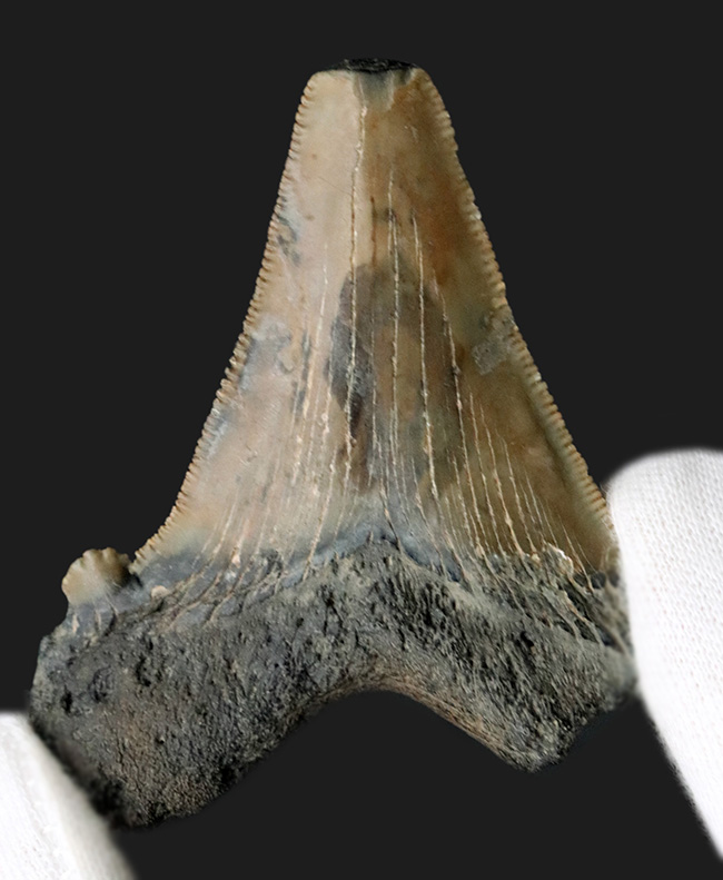 副歯が残された面白いメガロドンの歯化石。フロリダ州産(その3)