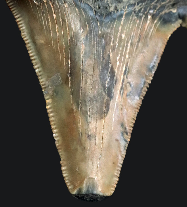 副歯が残された面白いメガロドンの歯化石。フロリダ州産（その4）