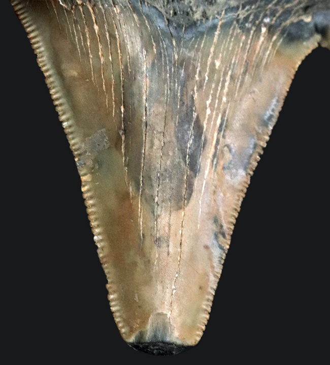 副歯が残された面白いメガロドンの歯化石。フロリダ州産(その4)