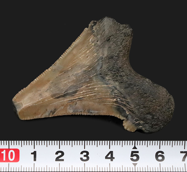 副歯が残された面白いメガロドンの歯化石。フロリダ州産（その5）