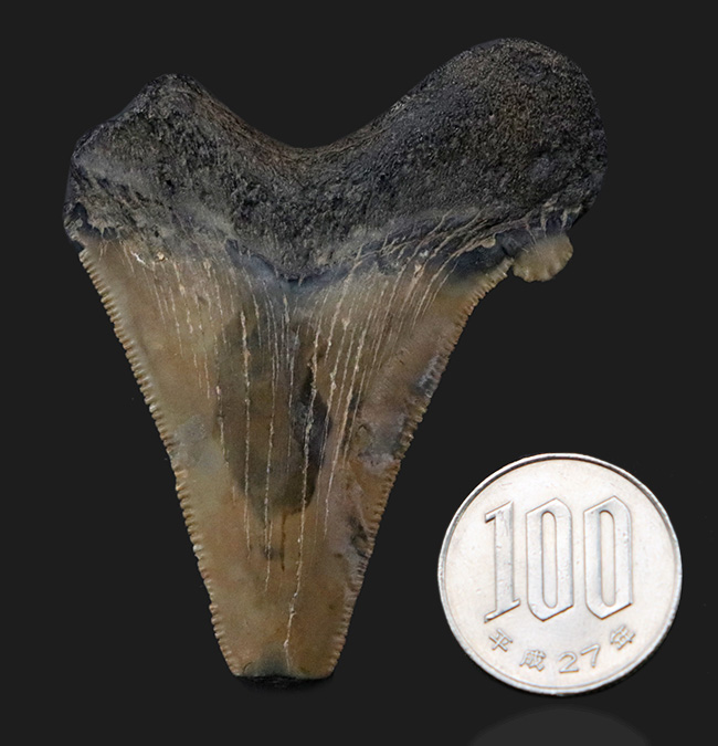 副歯が残された面白いメガロドンの歯化石。フロリダ州産（その6）