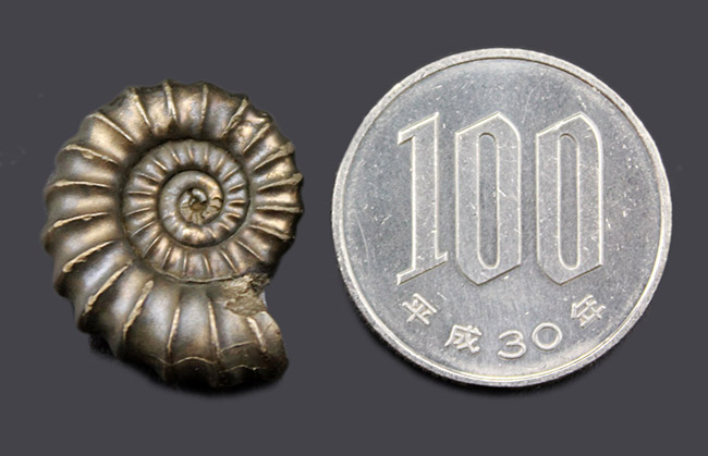 人気!サービスプライス!イングランド産黄鉄鉱アンモナイト、プロミクロセラス(Promicroceras)(その7)