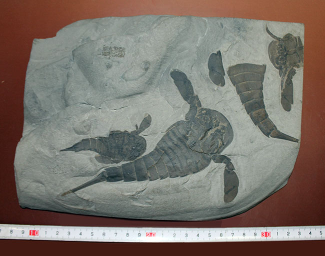 【三個体・レア】海サソリ（Eurypterus remipes）パドル、尾器の剣 三個体・レア】海サソリ（Eurypterus remipes）パドル、尾器の剣
