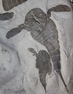 驚きの３体マルチ！古生代シルル紀に棲息していた当時の海の覇者ウミサソリ、ユーリプテルス三体のマルチプレート標本。