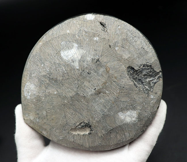 直径最大部１０センチ超え、かつかなりの厚みあり！丸くコロっとした印象、白黒ツートンのゴニアタイト（Goniatite）の化石（その8）