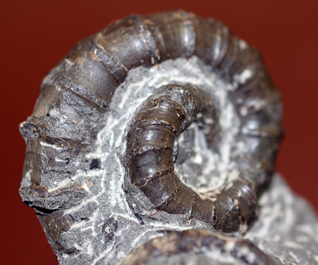 北海道でしか産出しない異常巻きアンモナイト、ムラモトセラス・エゾエンセ(Muramotoceras yezoense)。北海道大夕張上巻沢産。(その1)