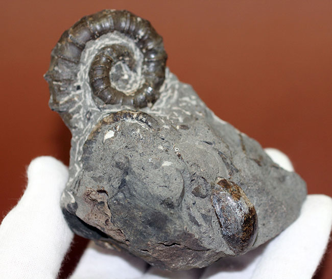 北海道でしか産出しない異常巻きアンモナイト、ムラモトセラス・エゾエンセ(Muramotoceras yezoense)。北海道大夕張上巻沢産。(その10)