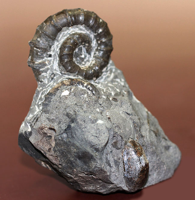 北海道でしか産出しない異常巻きアンモナイト、ムラモトセラス・エゾエンセ(Muramotoceras yezoense)。北海道大夕張上巻沢産。(その12)