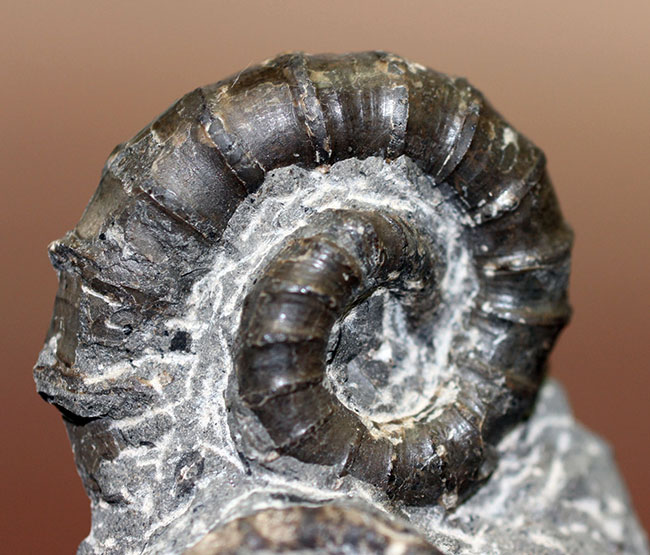 北海道でしか産出しない異常巻きアンモナイト、ムラモトセラス・エゾエンセ(Muramotoceras yezoense)。北海道大夕張上巻沢産。(その13)