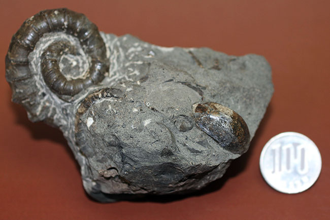北海道でしか産出しない異常巻きアンモナイト、ムラモトセラス・エゾエンセ(Muramotoceras yezoense)。北海道大夕張上巻沢産。(その14)