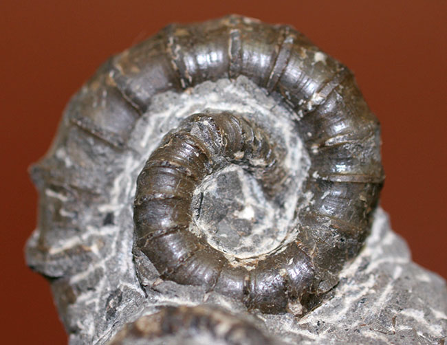 日本の化石 北海道夕張市大夕張の異常巻きアンモナイト/ユーボス