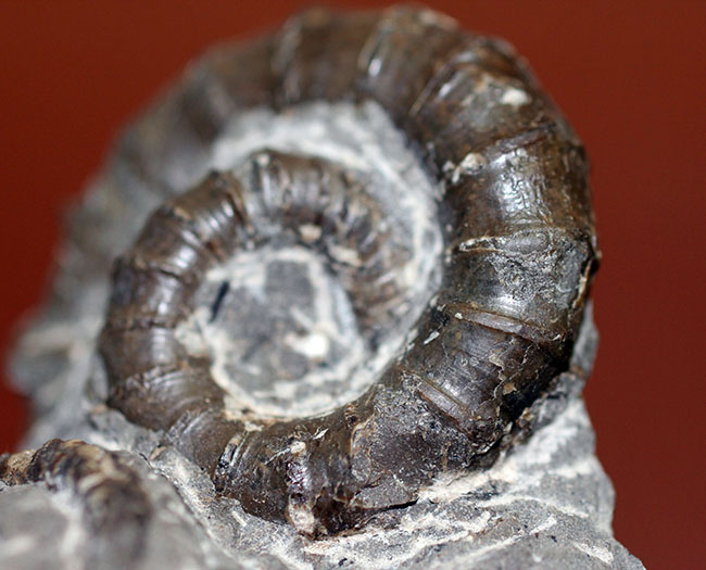 北海道でしか産出しない異常巻きアンモナイト、ムラモトセラス・エゾエンセ(Muramotoceras yezoense)。北海道大夕張上巻沢産。(その7)