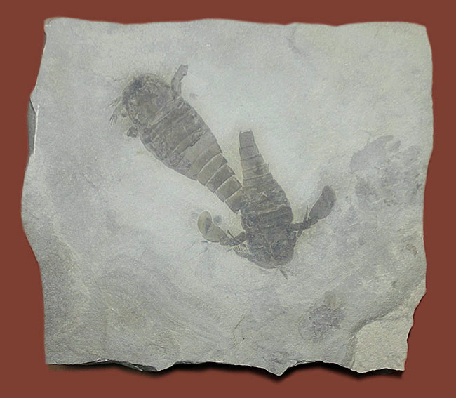 獲物を捕食するときに使用した鋏角まで視認できる高品位のウミサソリ (Eurypterus remipes)のマルチプレート標本(その1)