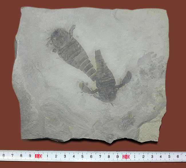 獲物を捕食するときに使用した鋏角まで視認できる高品位のウミサソリ (Eurypterus remipes)のマルチプレート標本(その10)