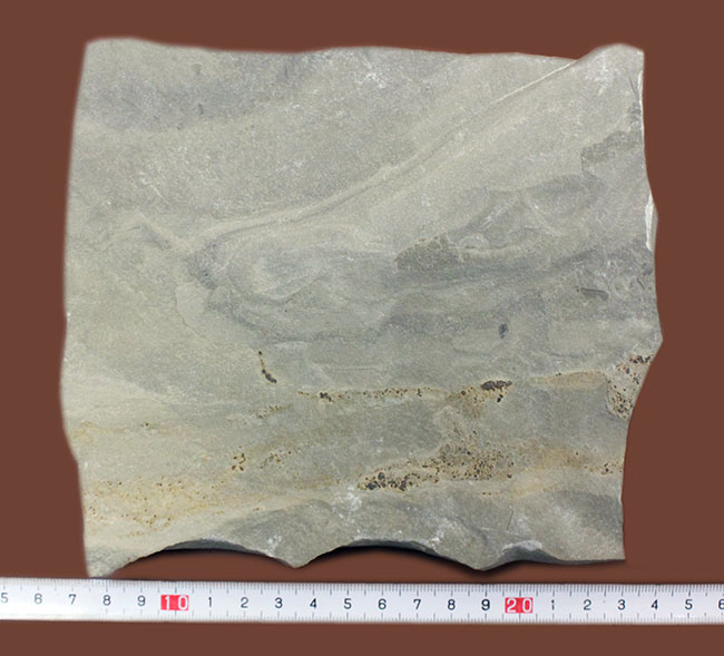 獲物を捕食するときに使用した鋏角まで視認できる高品位のウミサソリ (Eurypterus remipes)のマルチプレート標本(その11)
