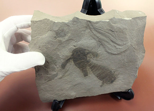 獲物を捕食するときに使用した鋏角まで視認できる高品位のウミサソリ (Eurypterus remipes)のマルチプレート標本(その12)