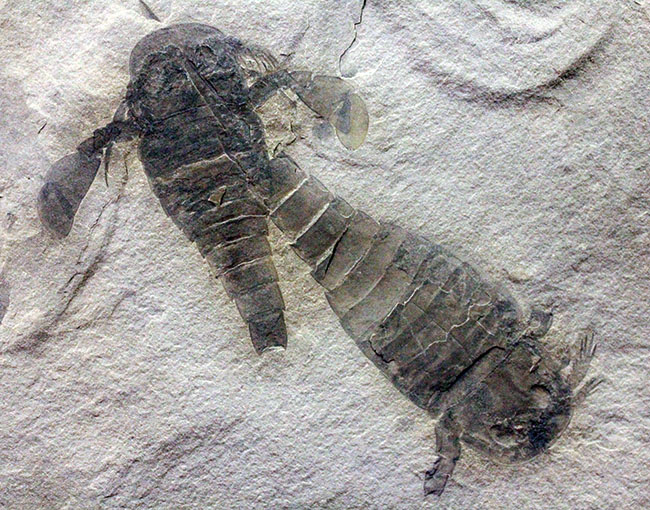 獲物を捕食するときに使用した鋏角まで視認できる高品位のウミサソリ (Eurypterus remipes)のマルチプレート標本(その13)