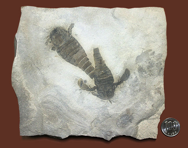 獲物を捕食するときに使用した鋏角まで視認できる高品位のウミサソリ (Eurypterus remipes)のマルチプレート標本(その14)