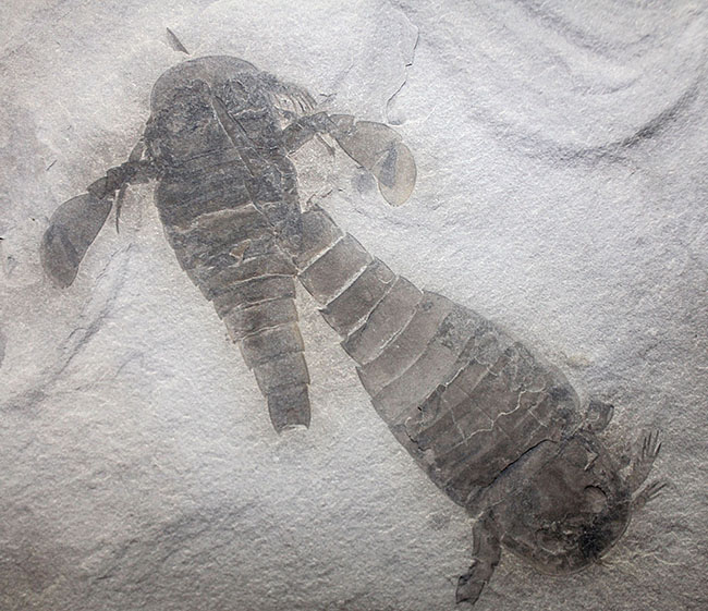 獲物を捕食するときに使用した鋏角まで視認できる高品位のウミサソリ (Eurypterus remipes)のマルチプレート標本(その2)
