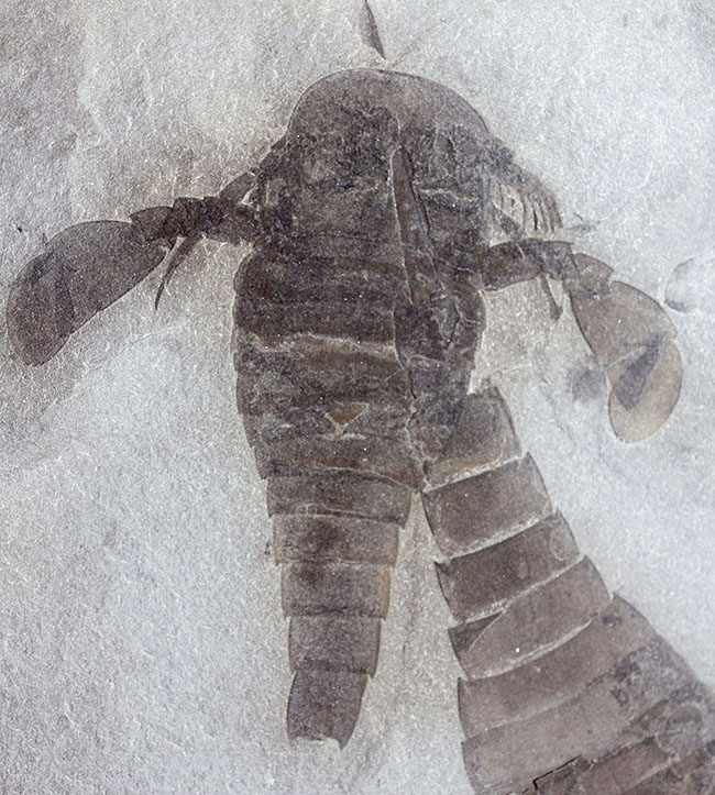 獲物を捕食するときに使用した鋏角まで視認できる高品位のウミサソリ (Eurypterus remipes)のマルチプレート標本(その3)