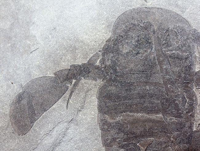 獲物を捕食するときに使用した鋏角まで視認できる高品位のウミサソリ (Eurypterus remipes)のマルチプレート標本(その4)