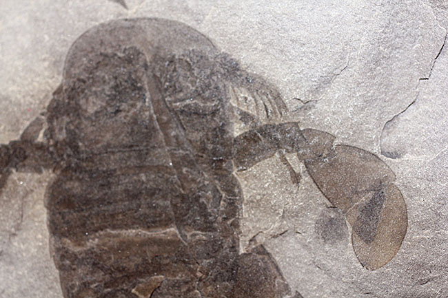 獲物を捕食するときに使用した鋏角まで視認できる高品位のウミサソリ (Eurypterus remipes)のマルチプレート標本(その5)