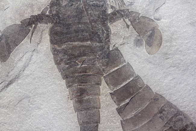 獲物を捕食するときに使用した鋏角まで視認できる高品位のウミサソリ (Eurypterus remipes)のマルチプレート標本（その6）