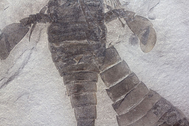獲物を捕食するときに使用した鋏角まで視認できる高品位のウミサソリ (Eurypterus remipes)のマルチプレート標本(その6)