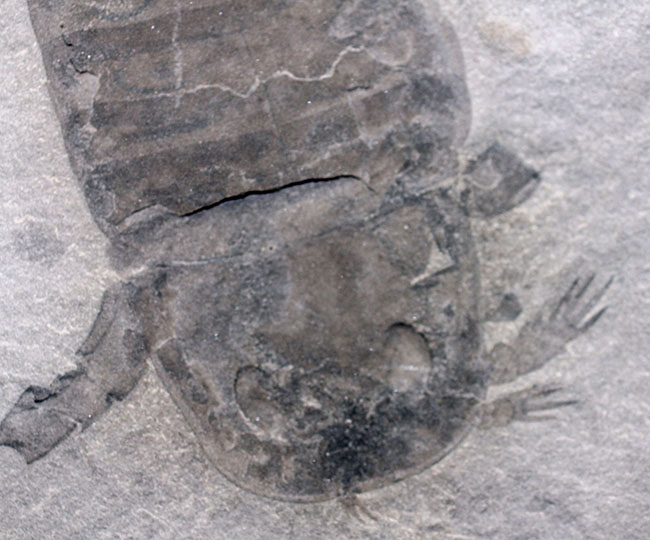 獲物を捕食するときに使用した鋏角まで視認できる高品位のウミサソリ (Eurypterus remipes)のマルチプレート標本(その7)