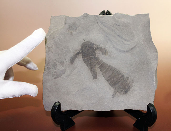 獲物を捕食するときに使用した鋏角まで視認できる高品位のウミサソリ (Eurypterus remipes)のマルチプレート標本(その9)