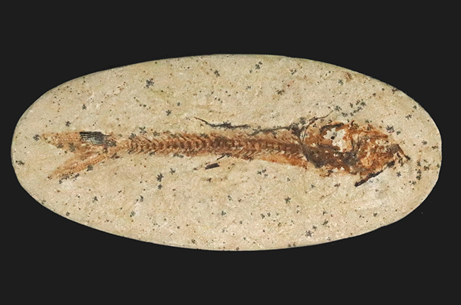 ５センチ級！ブラジル産、およそ１億年前の古代魚、ダスティルベ（Dastilbe）の化石（その2）