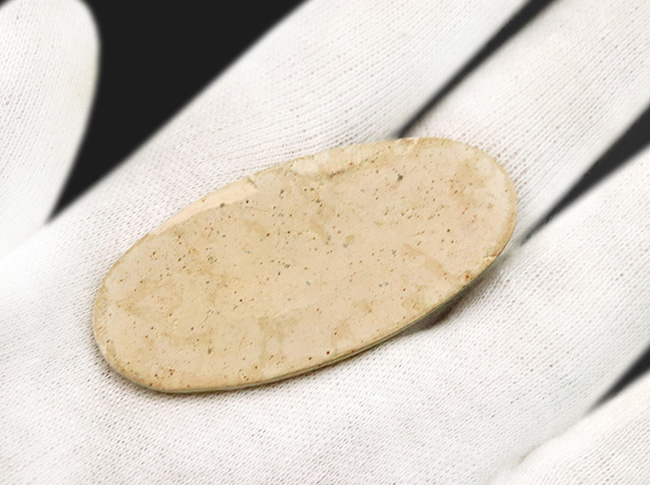 化石　A-6 化石 A-6 化石 A-6 化石 A-6 化石 A-6 化石 A-6 化石