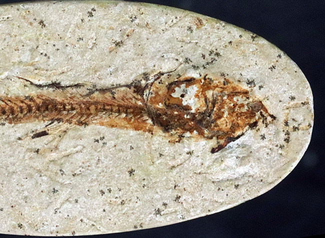 お値下げ！ブラジル出土　古代魚の化石⭐︎ ブラジルセアラ産2kg近い立派な魚化石。カマス類。 化石 販売